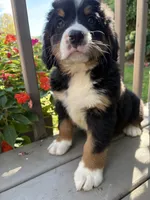 Fern , a female Bernese Mountain Dog for sale in Michigan City, IN – 10 of 10
