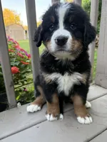 AKC Ringo , a male Bernese Mountain Dog for sale in Michigan City, IN – 4 of 9