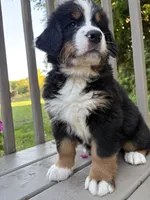 AKC Rooster, a male Bernese Mountain Dog for sale in Michigan City, IN – 5 of 9