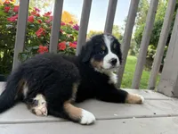 AKC Roosevelt , a male Bernese Mountain Dog for sale in Michigan City, IN – 4 of 7