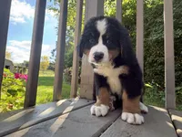 Forest , a male Bernese Mountain Dog for sale in Michigan City, IN – 2 of 6