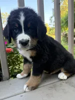 AKC Riot, a male Bernese Mountain Dog for sale in Michigan City, IN – 7 of 9