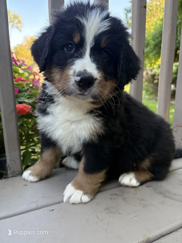 AKC Reggie – Bernese Mountain Dog puppy for sale in Michigan City, IN