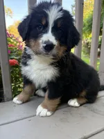 AKC Reggie, a male Bernese Mountain Dog for sale in Michigan City, IN – 1 of 7