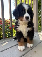 Fiona , a female Bernese Mountain Dog for sale in Michigan City, IN – 6 of 6