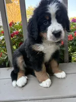 AKC Rita , a female Bernese Mountain Dog for sale in Michigan City, IN – 6 of 7