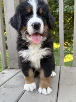 AKC Rooster, a male Bernese Mountain Dog for sale in Michigan City, IN – 8 of 9