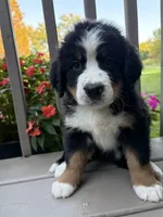 AKC Rita , a female Bernese Mountain Dog for sale in Michigan City, IN – 2 of 7