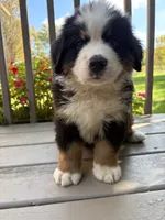 Ford , a male Bernese Mountain Dog for sale in Michigan City, IN – 5 of 8