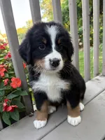 AKC Rufus , a male Bernese Mountain Dog for sale in Michigan City, IN – 3 of 7