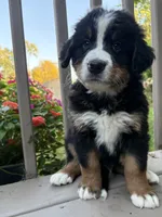 AKC Ringo , a male Bernese Mountain Dog for sale in Michigan City, IN – 8 of 9