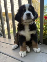 Fawn , a female Bernese Mountain Dog for sale in Michigan City, IN – 4 of 6