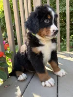 Franklin , a male Bernese Mountain Dog for sale in Michigan City, IN – 2 of 6
