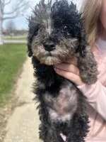 Tulip , a female Poodle - Toy  for sale in Michigan City, IN – Photo 2 of 5