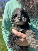 Tulip , a female Poodle - Toy  for sale in Michigan City, IN – Photo 4 of 5