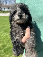 Tulip , a female Poodle - Toy  for sale in Michigan City, IN – Photo 5 of 5