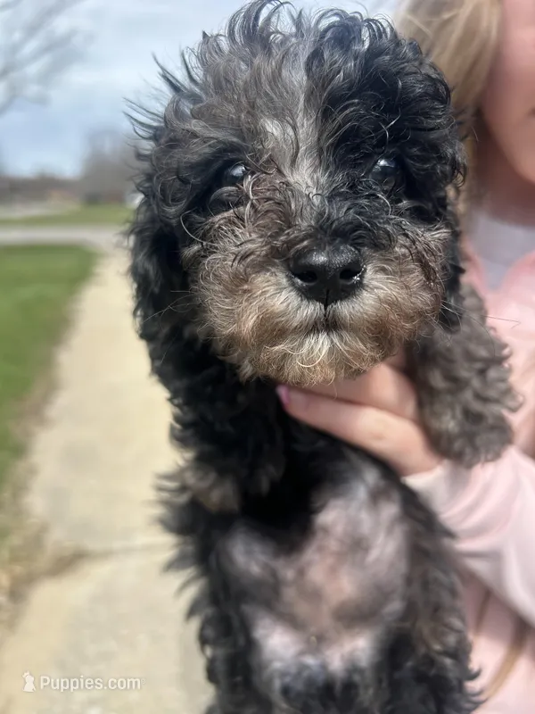 Tulip  – Poodle - Toy  puppy for sale in Michigan City, IN