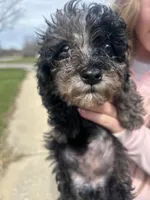Tulip , a female Poodle - Toy  for sale in Michigan City, IN – Photo 1 of 5