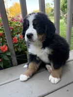 AKC Rita , a female Bernese Mountain Dog for sale in Michigan City, IN – 4 of 7