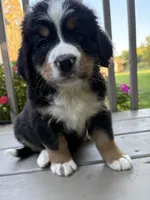 AKC Rocky , a male Bernese Mountain Dog for sale in Michigan City, IN – 8 of 8