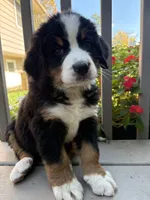 Fawn , a female Bernese Mountain Dog for sale in Michigan City, IN – 6 of 6