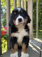 Fern , a female Bernese Mountain Dog for sale in Michigan City, IN – 5 of 10