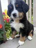 AKC Ricky , a male Bernese Mountain Dog for sale in Michigan City, IN – 5 of 6