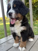 AKC Rooster, a male Bernese Mountain Dog for sale in Michigan City, IN – 3 of 9