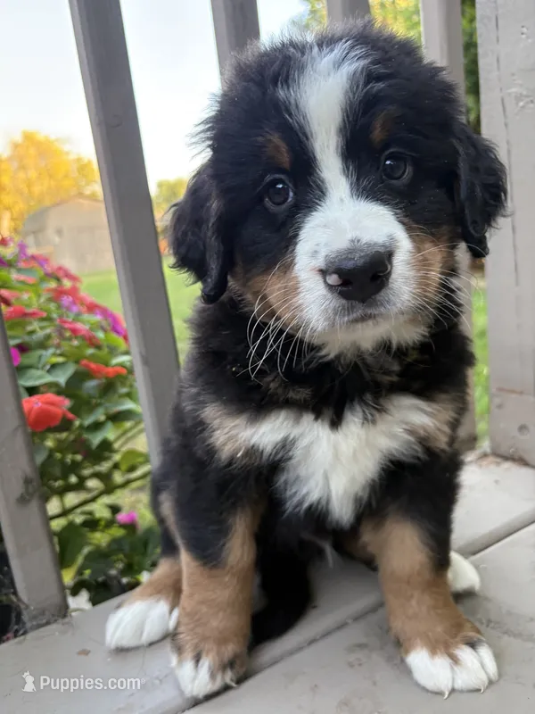 AKC Ringo  – Bernese Mountain Dog puppy for sale in Michigan City, IN