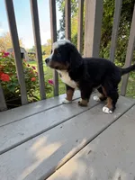Frodo , a male Bernese Mountain Dog for sale in Michigan City, IN – 7 of 8
