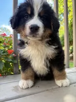 Felix , a male Bernese Mountain Dog for sale in Michigan City, IN – 3 of 6