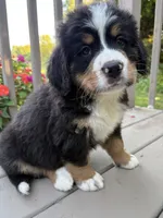 AKC Rocky , a male Bernese Mountain Dog for sale in Michigan City, IN – 5 of 8