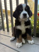 Fawn , a female Bernese Mountain Dog for sale in Michigan City, IN – 2 of 6