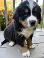 AKC Rocky , a male Bernese Mountain Dog for sale in Michigan City, IN – 2 of 8