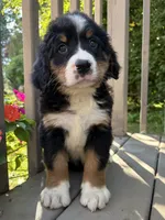 Fern , a female Bernese Mountain Dog for sale in Michigan City, IN – 6 of 10