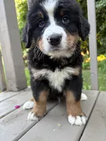 AKC Ringo , a male Bernese Mountain Dog for sale in Michigan City, IN – 9 of 9