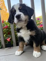 AKC Riley , a female Bernese Mountain Dog for sale in Michigan City, IN – 6 of 7