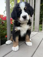 AKC Riley , a female Bernese Mountain Dog for sale in Michigan City, IN – 4 of 7