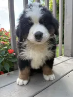 Ford , a male Bernese Mountain Dog for sale in Michigan City, IN – 7 of 8