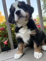 AKC Riley , a female Bernese Mountain Dog for sale in Michigan City, IN – 3 of 7