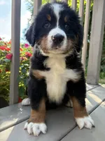 Franklin , a male Bernese Mountain Dog for sale in Michigan City, IN – 6 of 6