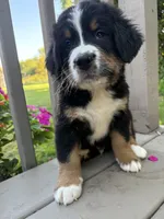 AKC Riot, a male Bernese Mountain Dog for sale in Michigan City, IN – 6 of 9
