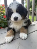 Ford , a male Bernese Mountain Dog for sale in Michigan City, IN – 4 of 8