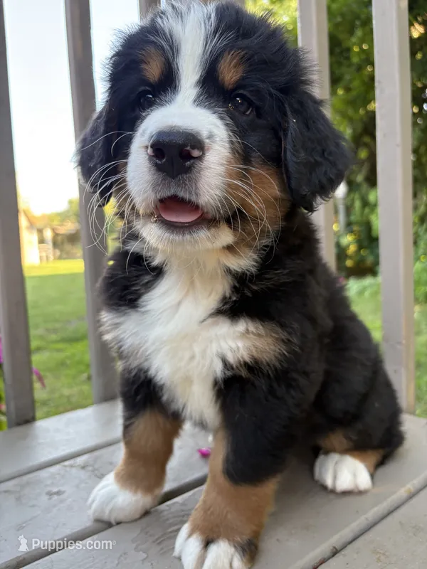AKC Rooster – Bernese Mountain Dog puppy for sale in Michigan City, IN