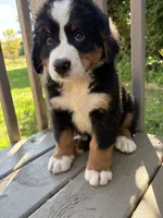 Forest , a male Bernese Mountain Dog for sale in Michigan City, IN – 4 of 6