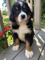 Fern , a female Bernese Mountain Dog for sale in Michigan City, IN – 9 of 10