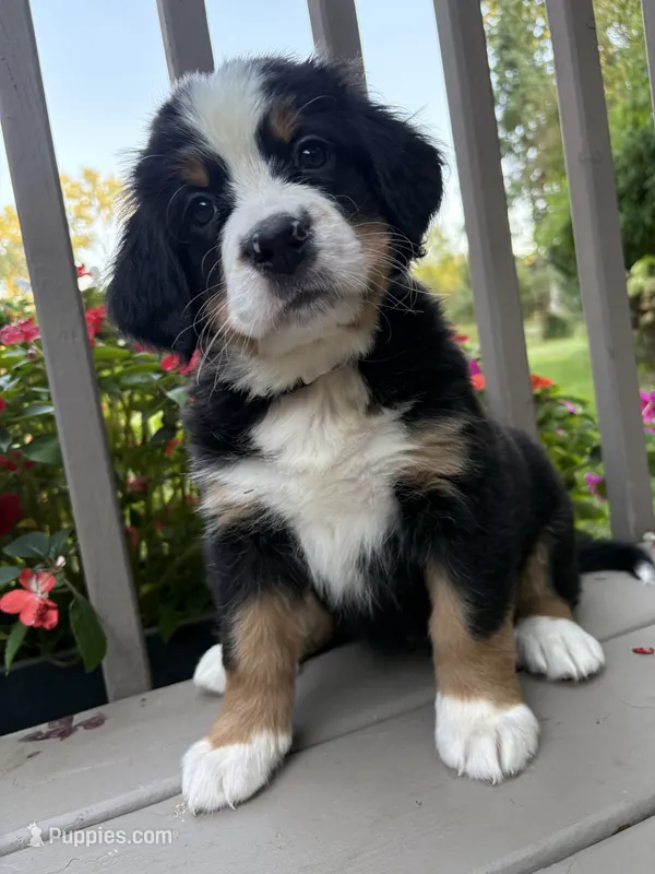 AKC Riley  – Bernese Mountain Dog puppy for sale in Michigan City, IN
