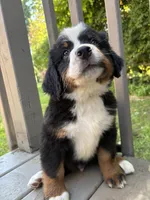 Frodo, a male Bernese Mountain Dog for sale in Michigan City, IN – 7 of 8