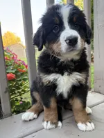AKC Ringo , a male Bernese Mountain Dog for sale in Michigan City, IN – 5 of 9