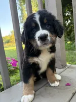 AKC Riot, a male Bernese Mountain Dog for sale in Michigan City, IN – 1 of 9